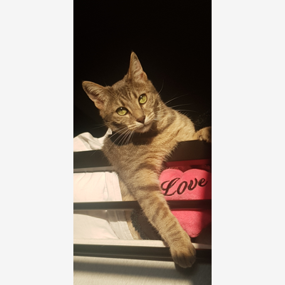 image_Recherche garde Chat