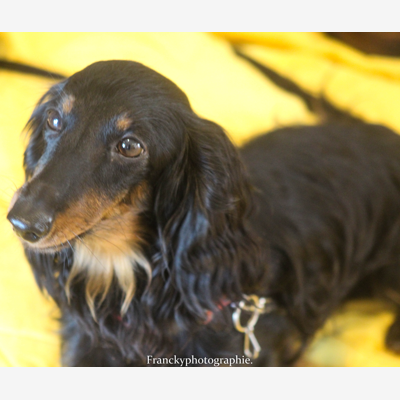 image_services animaliers