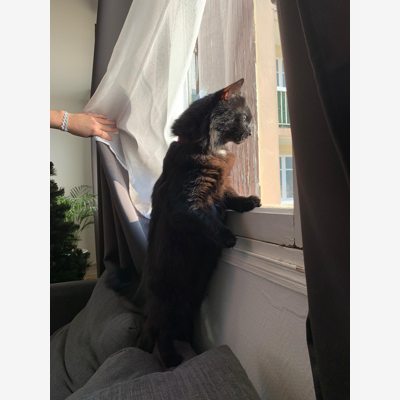 image_Pet sitter disponible pour s’occuper de vos boules de poils
