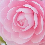Noura91